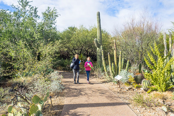Phoenix Scottsdae Desert Botanical Garden Corporate Van Tours